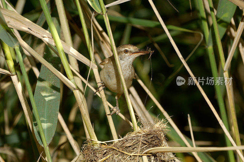 芦苇荡巢(Acrocephalus arundinaceus)